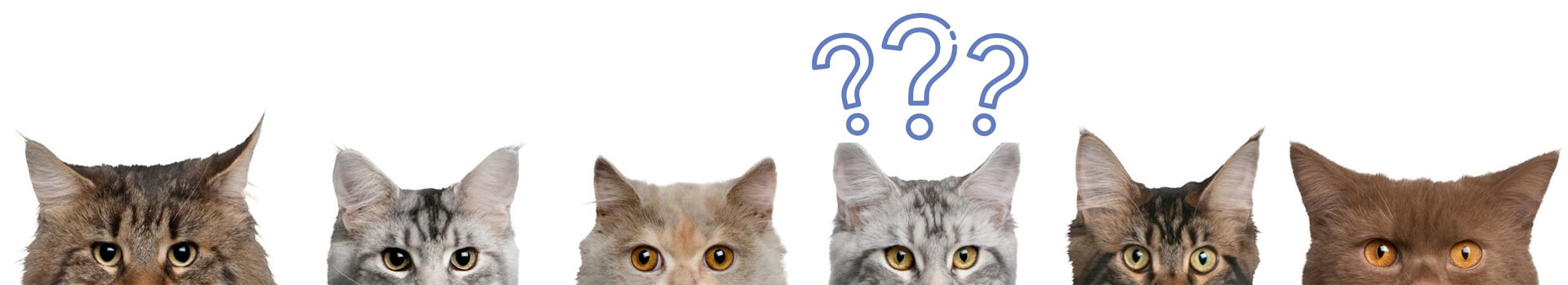 FAQs