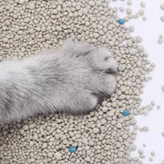 Bentonite Cat Litter Low Tracking, Easy Maintenance