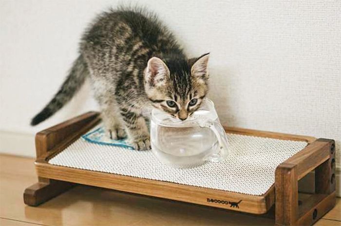 Cats drink water